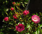 Elfinglo rose photo