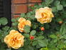 Chevreuse rose photo