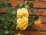 Chevreuse rose photo