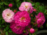 Elfinglo rose photo