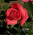 Tony Jacklin rose photo