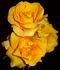 Brindabella Leading Gold rose photo