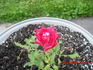 Bonfire ™ rose photo