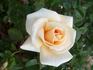 Brindabella Pearl rose photo