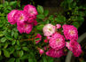 Elfinglo rose photo