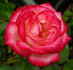 Jacquie Williams rose photo