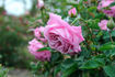 Bijou de Royat-les-Bains rose photo