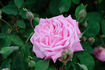 Bijou de Royat-les-Bains rose photo