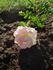 Beauty of Leafland rose photo