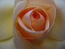 Altesse ® rose photo