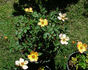 Candleflame rose photo