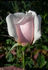 Sweet Afton (hybrid tea, Armstrong rose photo