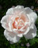 Sweet Afton (hybrid tea, Armstrong rose photo