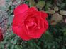 Jamaica rose photo