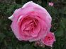 Lady rose photo