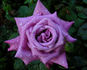 Plum Crazy rose photo