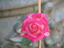 Freckle Face rose photo
