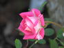 Freckle Face rose photo