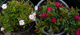 Oui rose photo