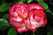 Jacquie Williams rose photo