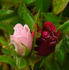 Oui rose photo