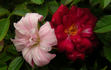 Oui rose photo