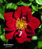 Cheeky Monkey rose photo