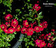 Cheeky Monkey rose photo