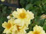 Carpet of Gold rose photo