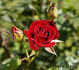 Salute ™ rose photo