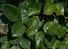 Twinkle little star rose photo