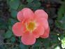Tangerine Jewel ™ rose photo