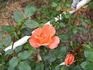 Tangerine Jewel ™ rose photo