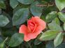 Tangerine Jewel ™ rose photo