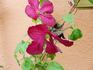 Viticella 'Södertälje' clematis photo