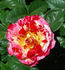 Crimson Flame rose photo