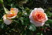 Meredith Bohls rose photo