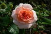 Meredith Bohls rose photo