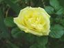 Small Talk (floribunda, Swim rose photo