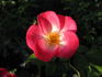 Firecracker rose photo