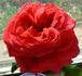Ida Red rose photo