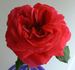 Ida Red rose photo