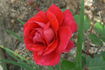 Ida Red rose photo
