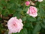 Callie Liane rose photo