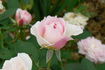 Callie Liane rose photo