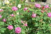 Elizabeth of Goshen rose photo