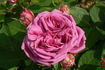 Elizabeth of Goshen rose photo