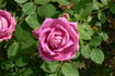 Elizabeth of Goshen rose photo