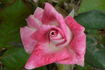 Margaret Jean rose photo