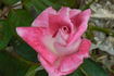Margaret Jean rose photo